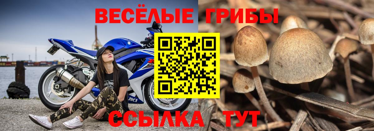 Галлюциногенные грибы MAGIC MUSHROOMS  Вход с VPN  купить наркоту  Чернушка 